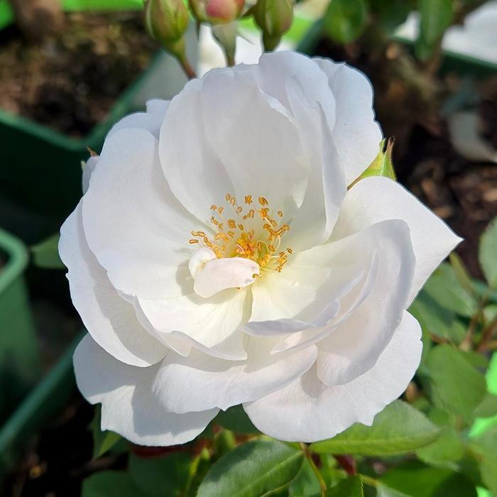 Rosa Desdemona&reg;