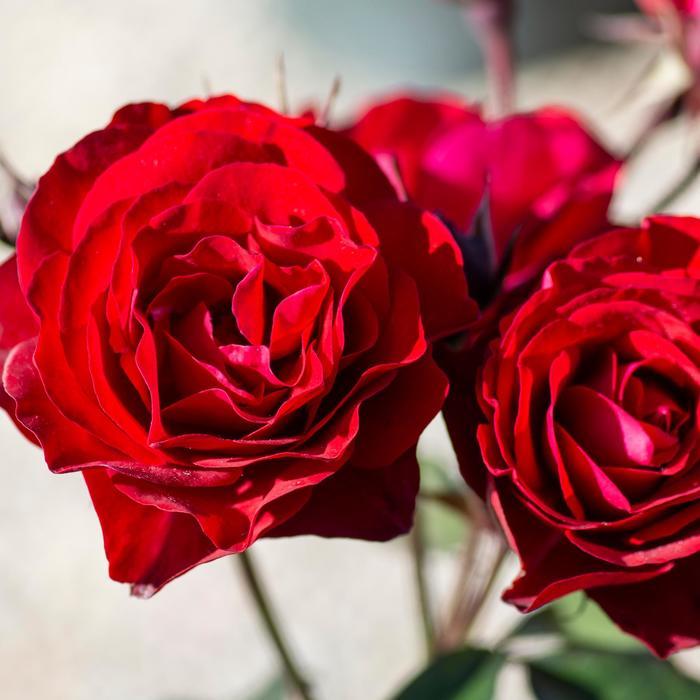 Rosa Europeana