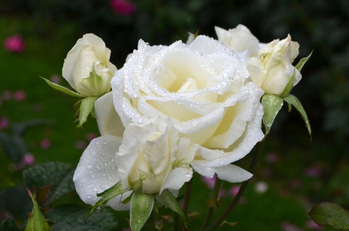 Rosa Honor