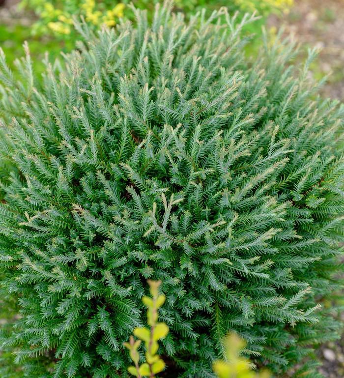 Thuja occidentalis Pancake&trade;