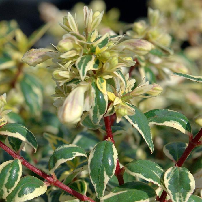 Abelia x grandiflora Suntastic&trade; Radiance