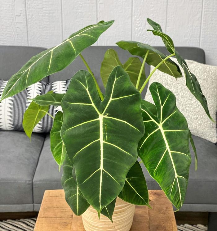 Alocasia Mythic&trade; Frydek