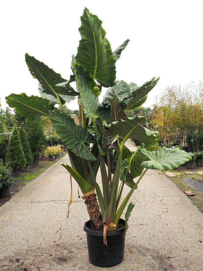 Alocasia Masquerade&trade; Kuching Mask