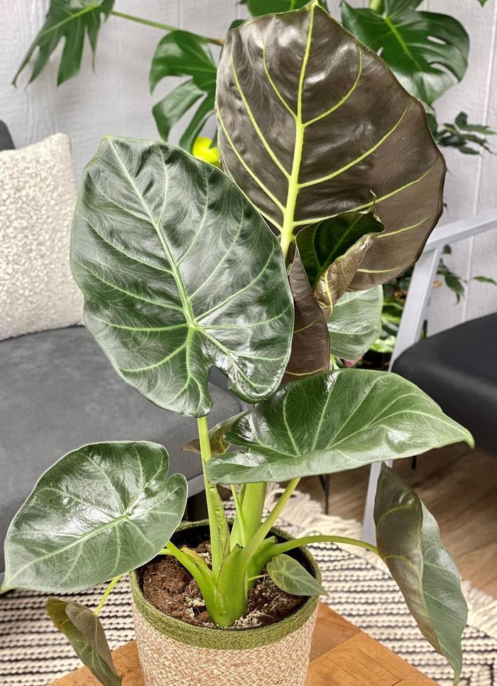 Alocasia Regal Shields