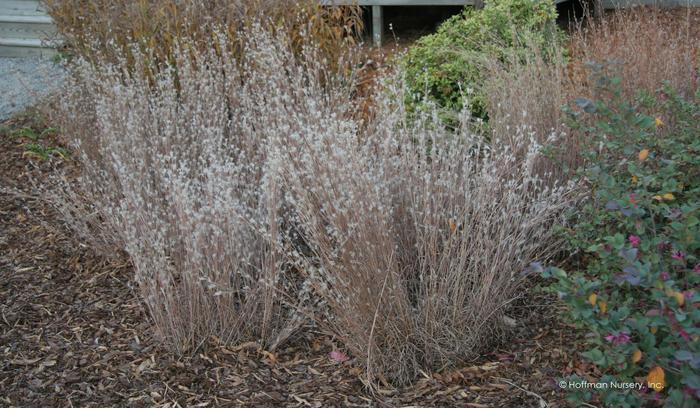 Andropogon ternarius Black Mountain