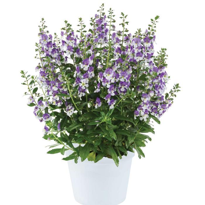 Angelonia angustifolia Alonia&trade; Big Purple Bicolor
