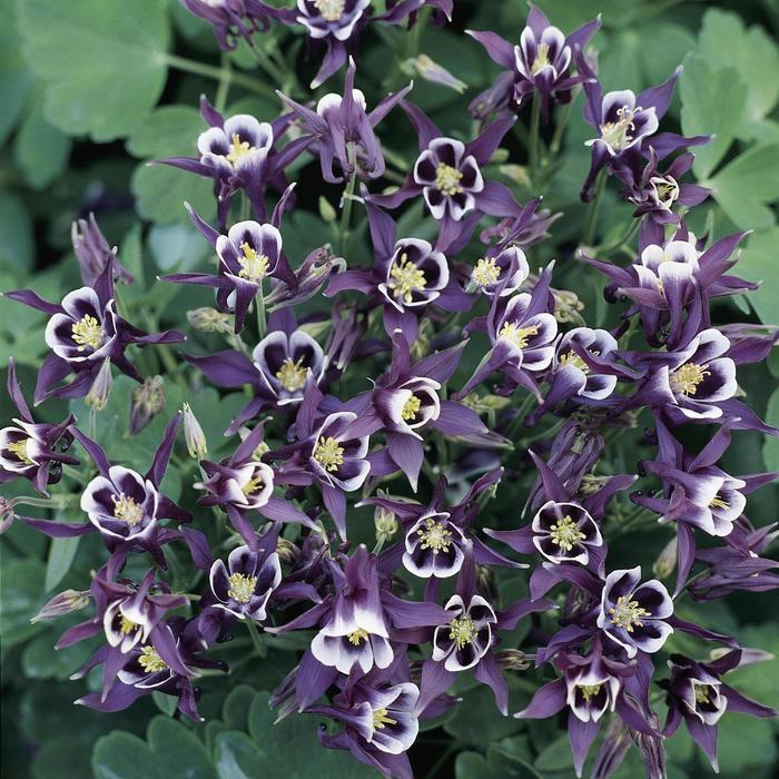 Aquilegia vulgaris Winky Purple & White