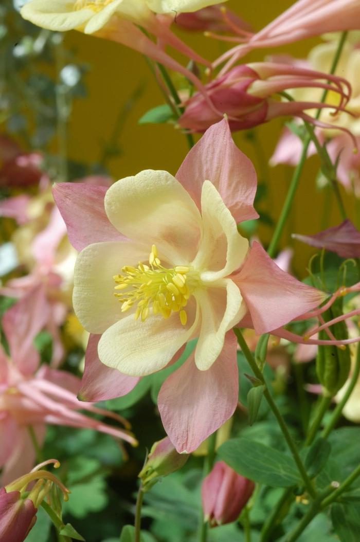 Aquilegia Swan Pink & Yellow