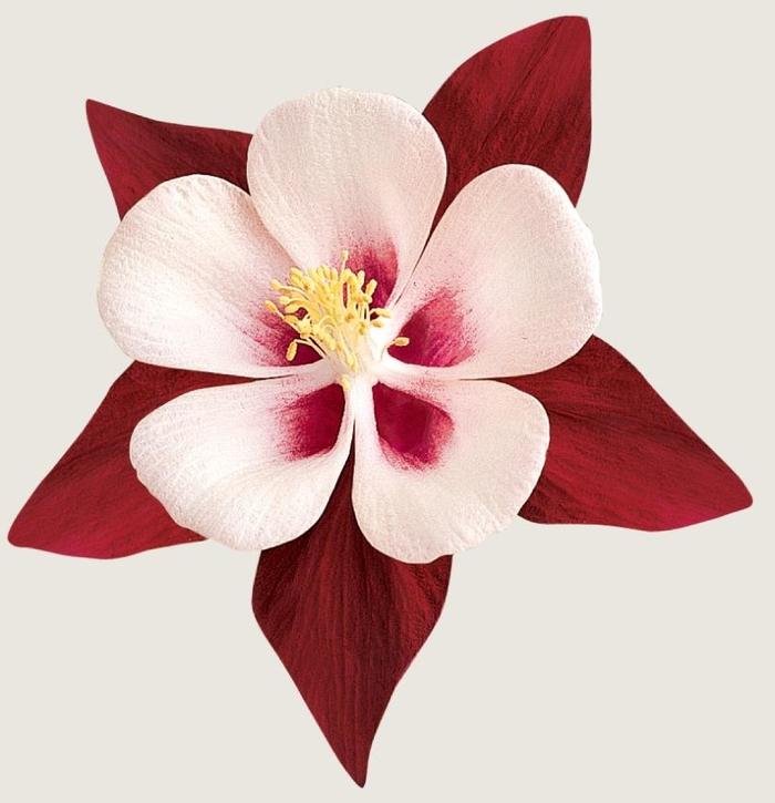 Aquilegia Swan Burgundy and White