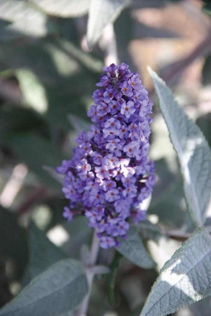 Buddleia True Blue&trade;