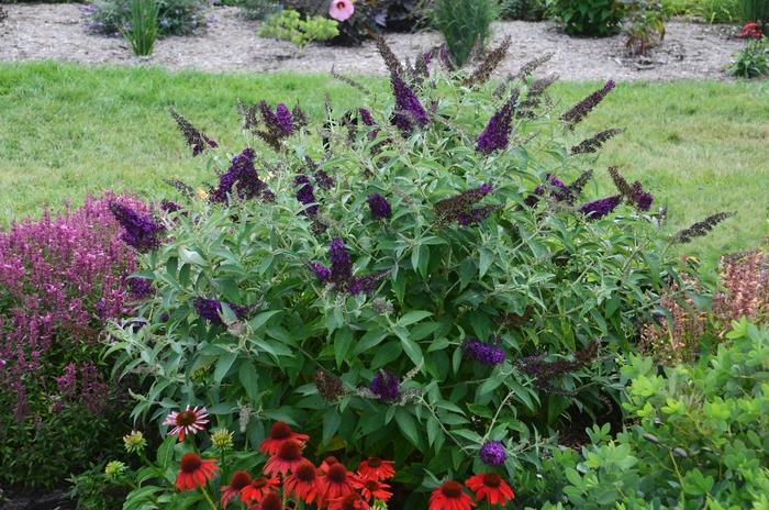 Buddleia davidii Monarch&reg; Dark Dynasty