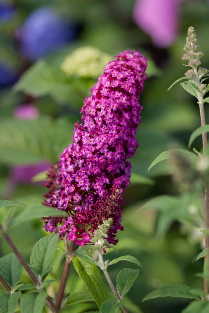 Buddleia davidii Funky Fuchsia&trade;