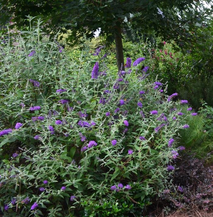 Buddleia davidii Groovy Grape&trade;