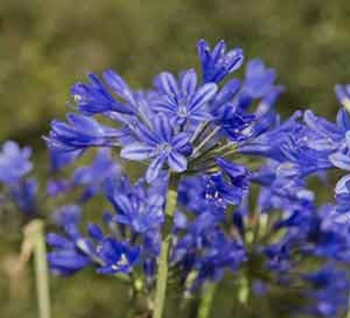 Agapanthus Little Blue Fountain&trade;