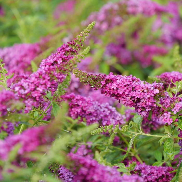 Buddleia Lo & Behold Ruby Chip&reg; 