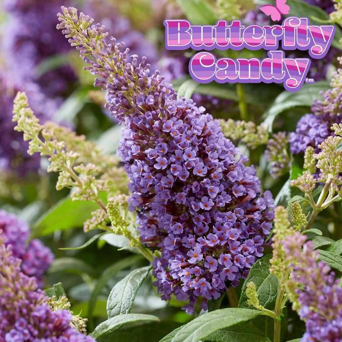 Buddleia davidii Butterfly Candy&reg; Li'l Lavender&trade;