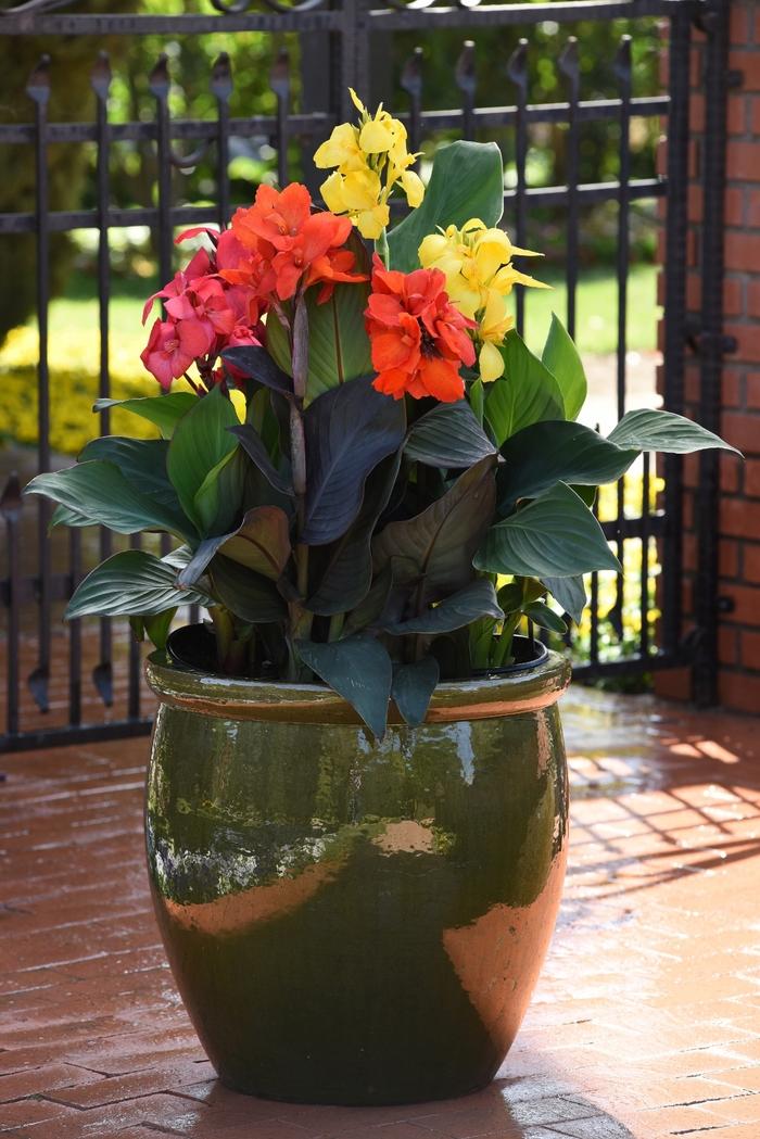 Canna x generalis Cannova&reg; Bronze Orange