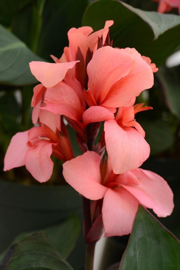 Canna x generalis Cannova&reg; Mango