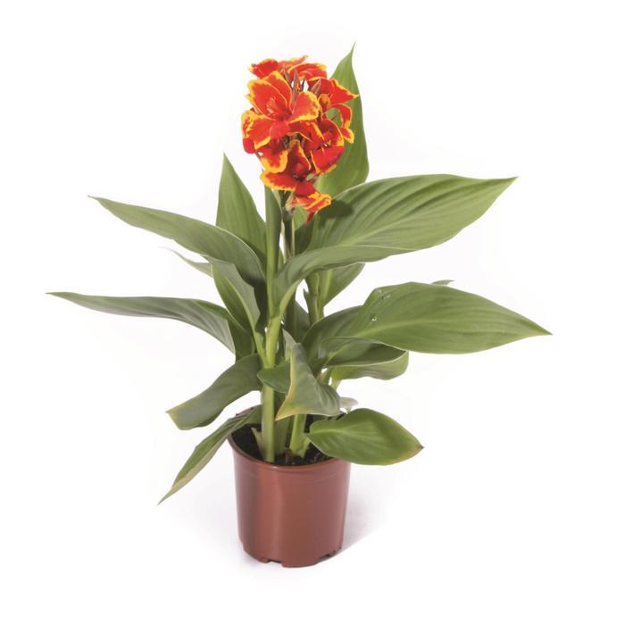 Canna x generalis Cannova&reg; Red Golden Flame