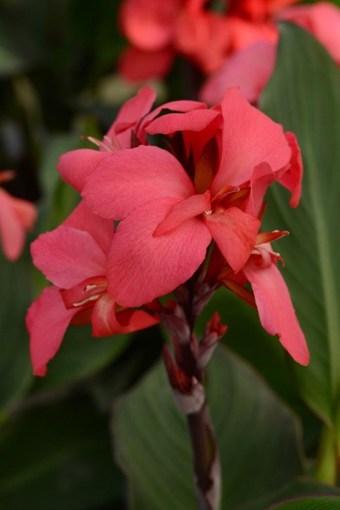 Canna x generalis Cannova&reg; Rose