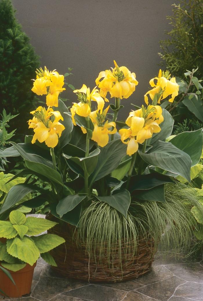 Canna x generalis Cannova&reg; Yellow