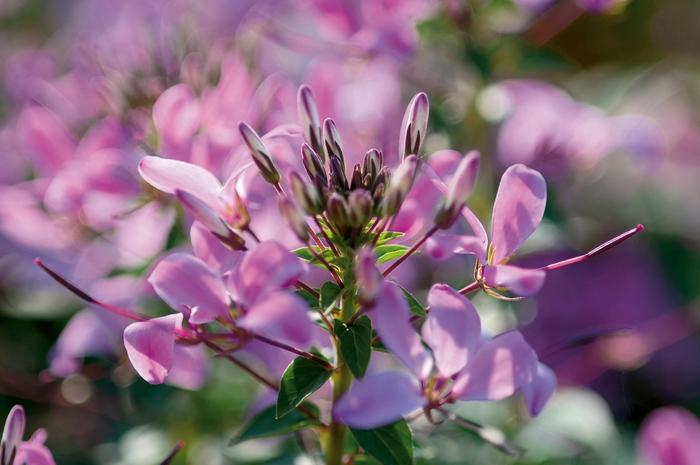 Cleome Senorita Rosalita&reg;