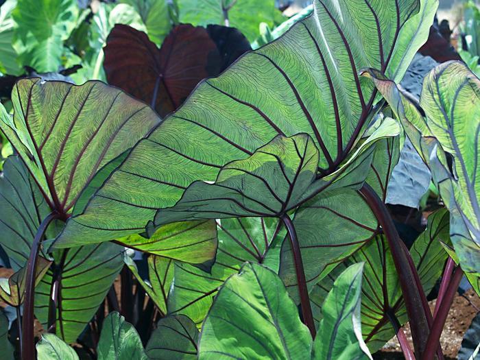 Colocasia esculenta Royal Hawaiian&reg; Blue Hawaii