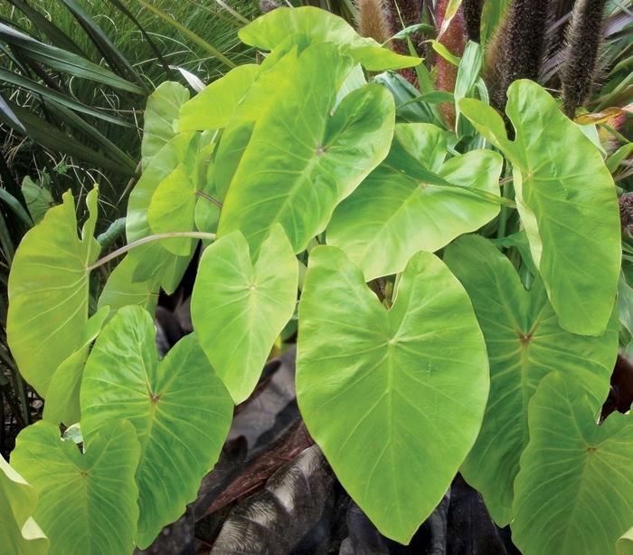 Colocasia esculenta Royal Hawaiian&reg; Maui Gold