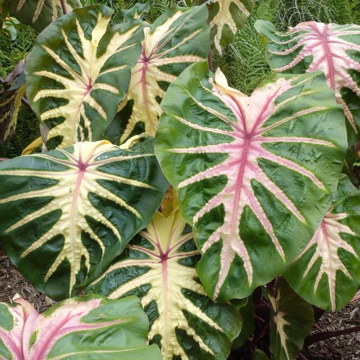 Colocasia esculenta Royal Hawaiian&reg; Waikiki