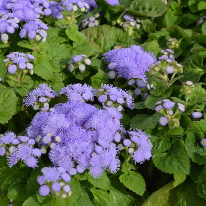 Ageratum houstonianum Blue Hawaii
