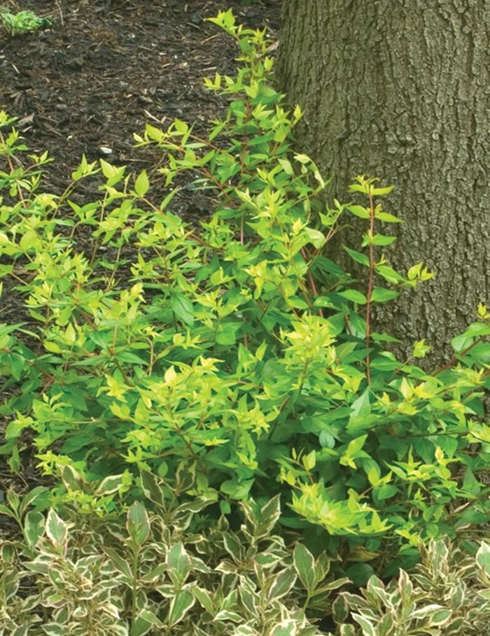 Abelia x grandiflora Bronze Anniversary&reg;