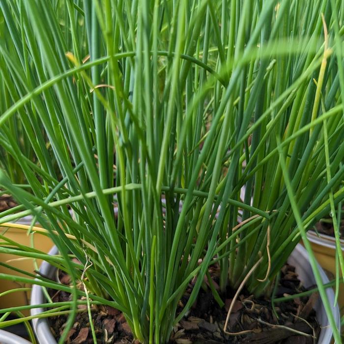 Allium schoenoprasum Staro