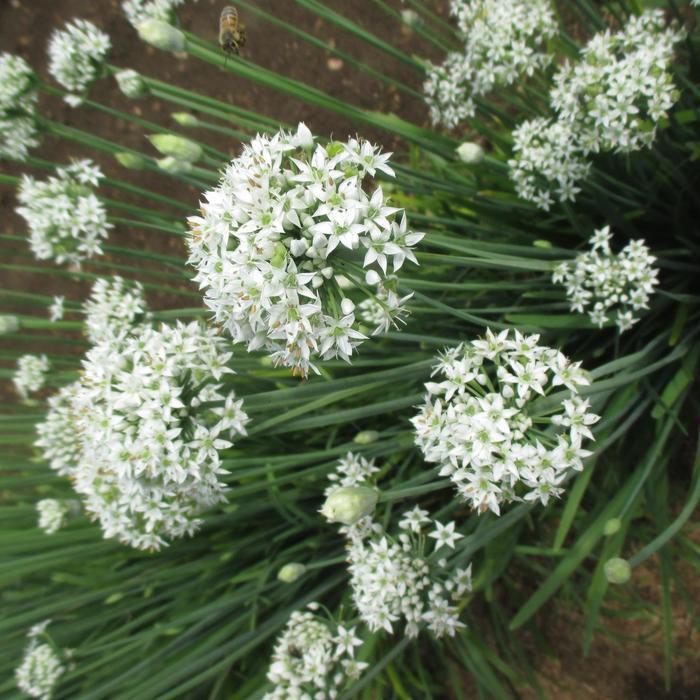Allium tuberosum Geisha