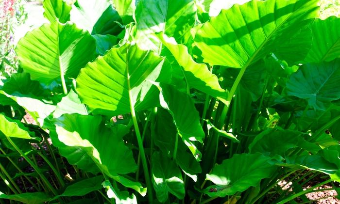 Alocasia odora California