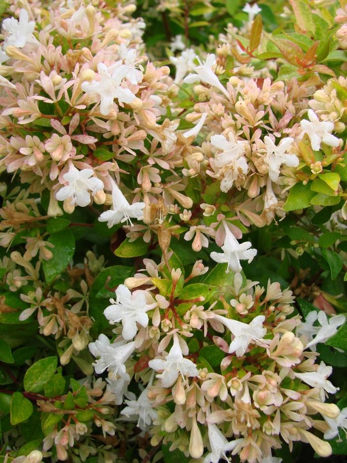 Abelia x grandiflora Eternal Sunshine&trade;