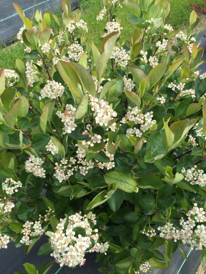 Aronia melanocarpa Low Scape Hedger&reg;