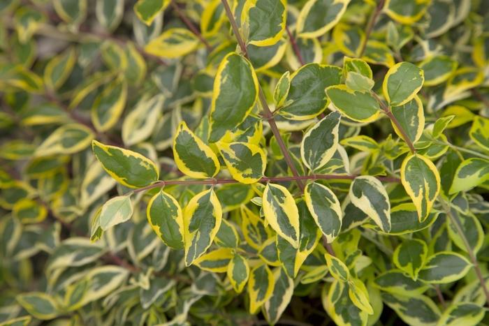 Abelia x grandiflora Miss Lemon&trade;