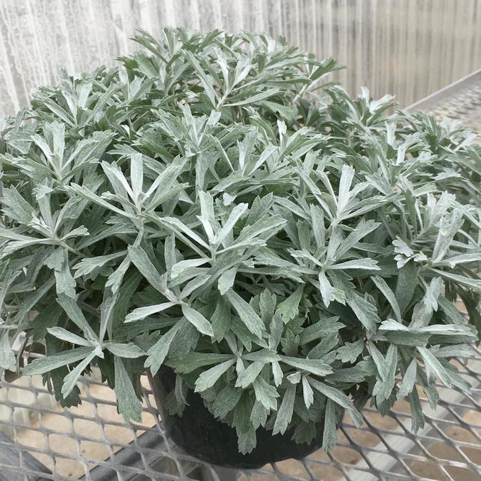Artemisia ludoviciana GardenGhost™