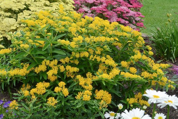 Asclepias tuberosa Hello Yellow