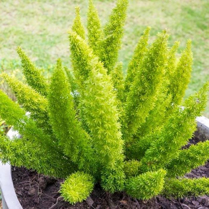 Asparagus densiflorus Myerii