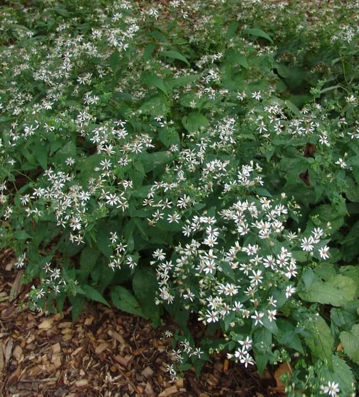 Aster divaricatus 