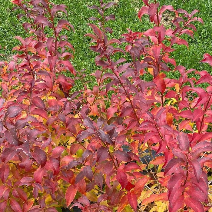 Abelia mosanensis Sweet Emotion Blaze&reg;