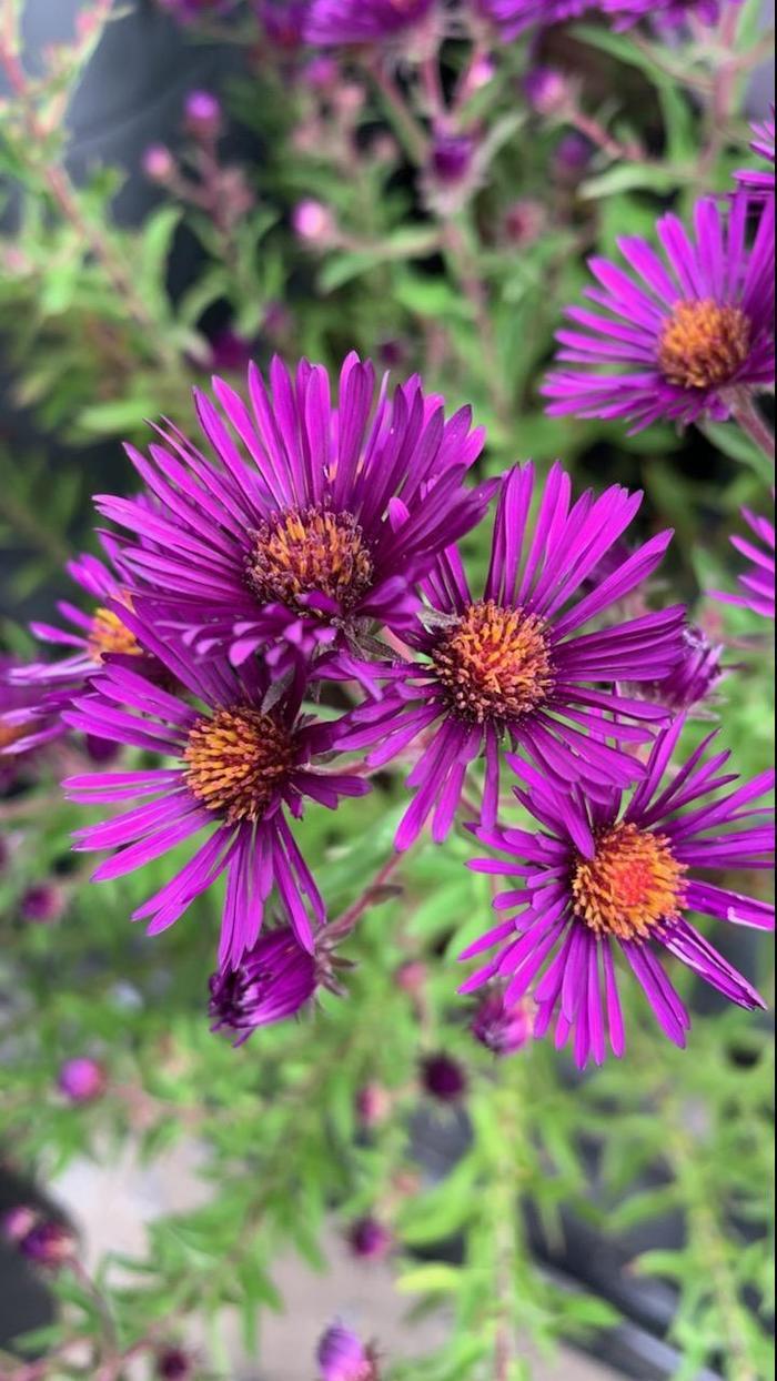 Aster novae-angliae Nachtauge
