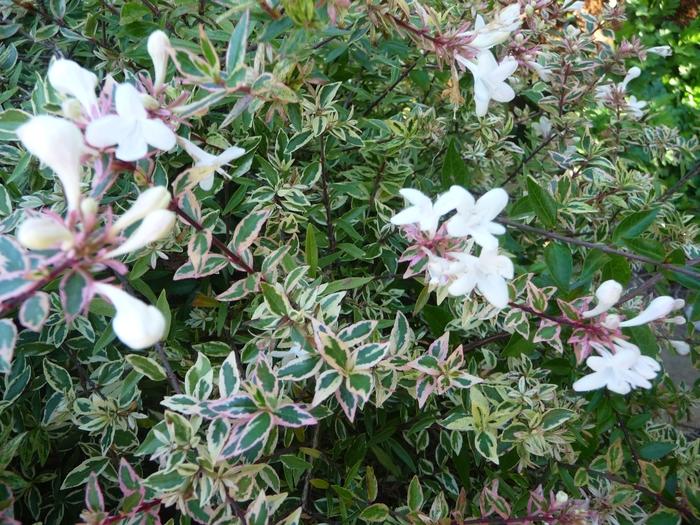 Abelia Confetti&reg;