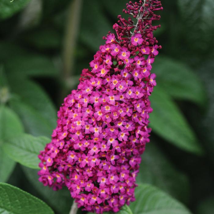 Buddleia CranRazz&trade;