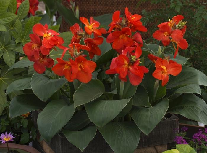 Canna x generalis South Pacific Scarlet