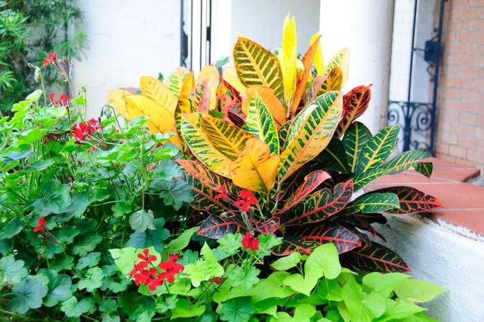 Codiaeum variegatum Petra