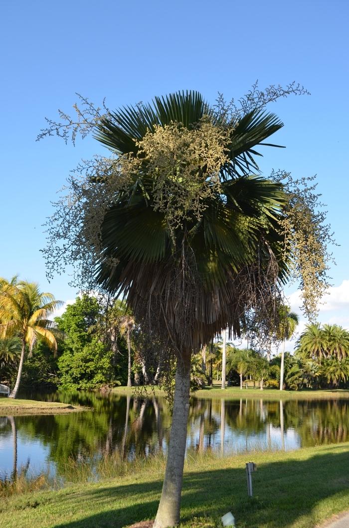 Copernicia x burretiana 