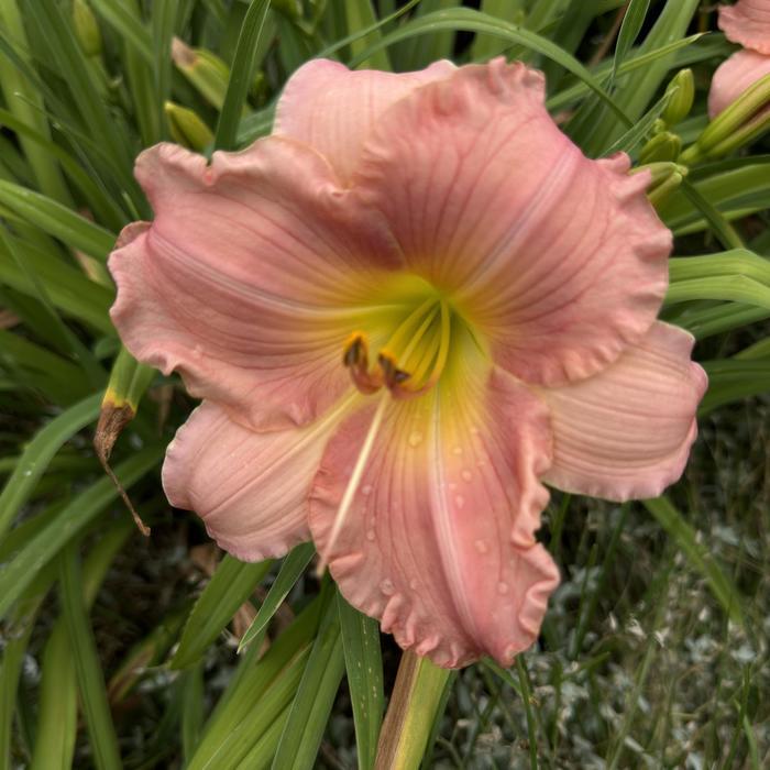 Hemerocallis Jolyene Nichole
