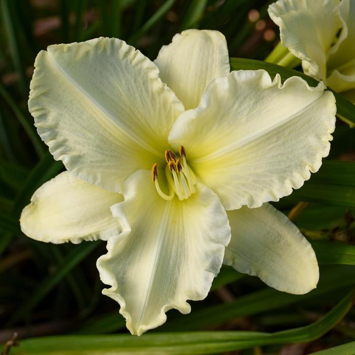 Hemerocallis Sunday Gloves